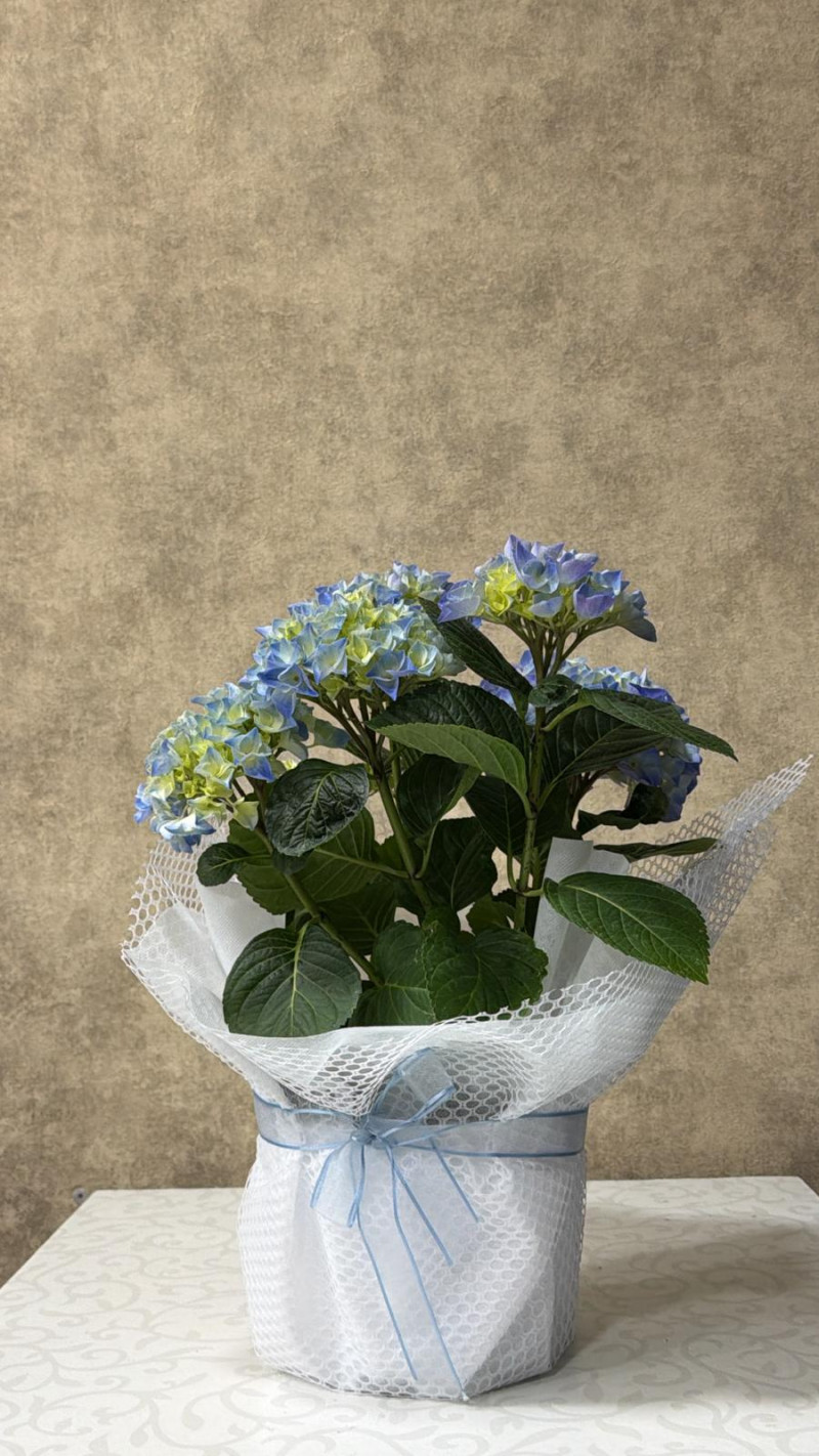 Ortanca Saksı Çiçeği