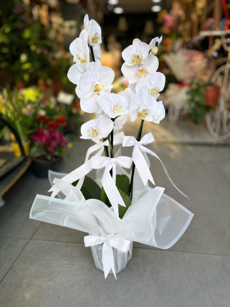 Beyaz Orkide